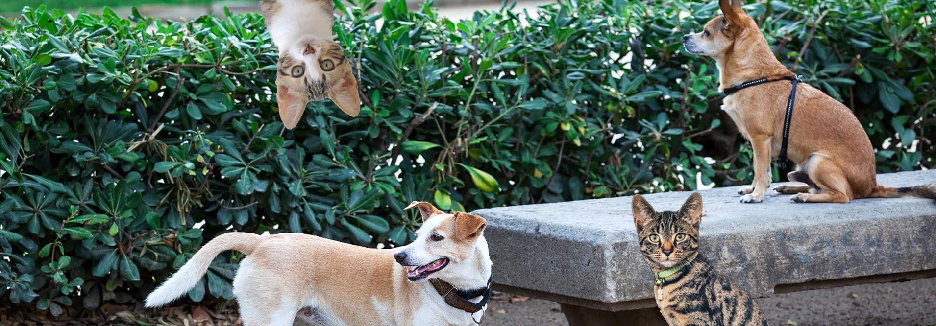 7d89282c5be3af5f6592ec3eb85f8cde_2dogscats