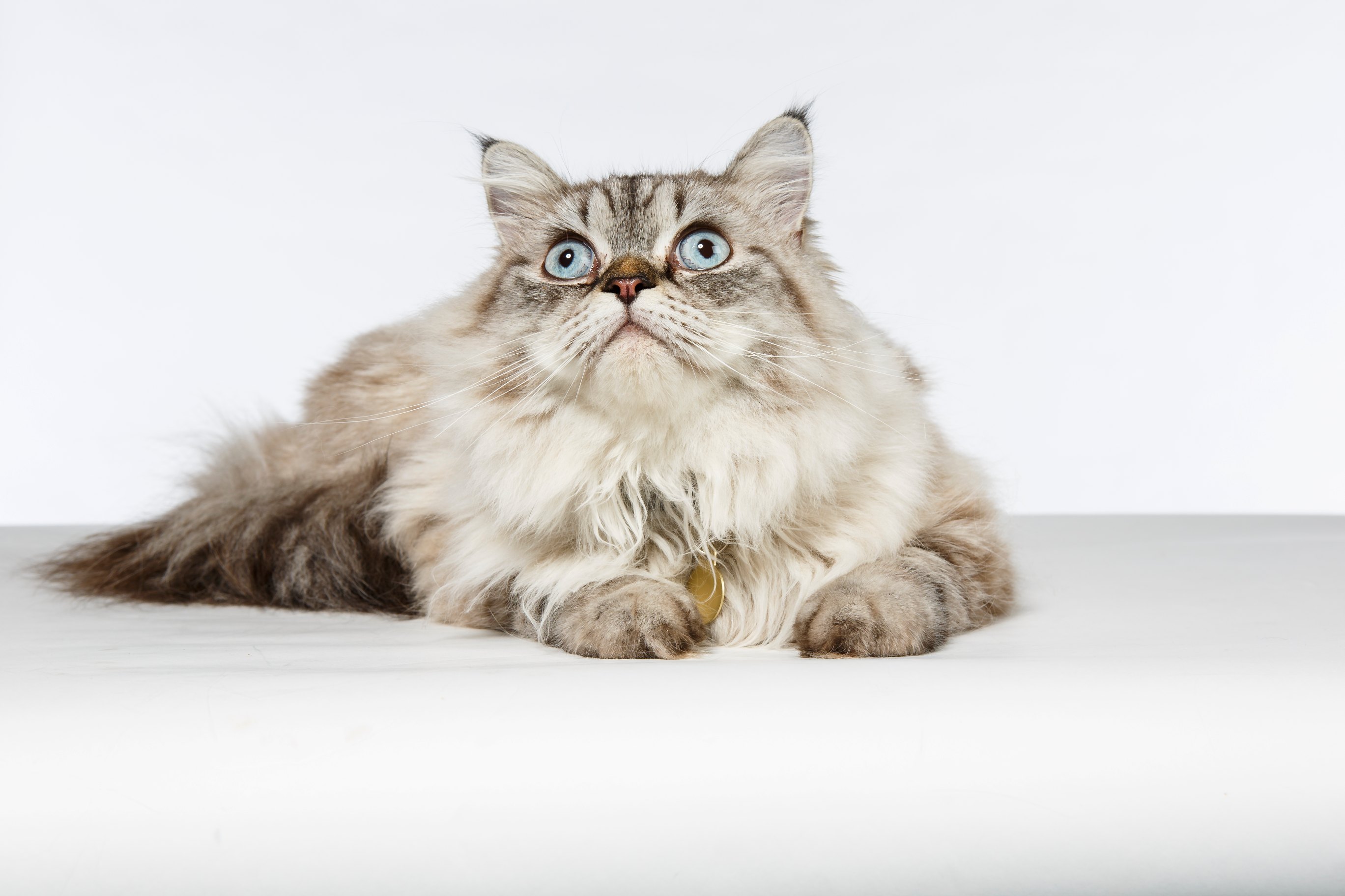 afd3e1f8f1f8d033c9479cfecf8bf5e0_HimalayancatLeo4058